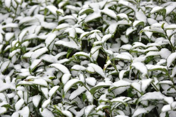 下雪后的茶园