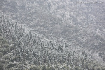 雪中原始森林