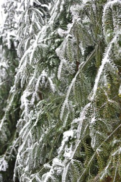 雪杉树