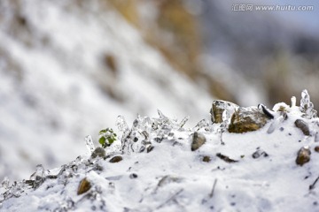 凌霜傲雪