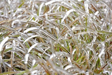 风雪中的小草