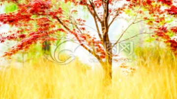 抽象風(fēng)景畫 紅楓風(fēng)景