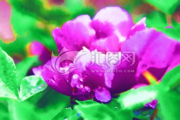 花卉裝飾畫 牡丹圖