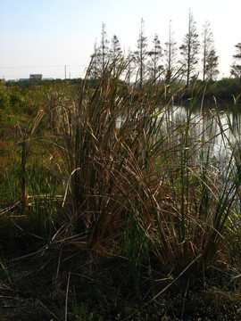 河塘菖蒲