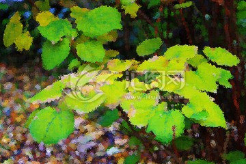 葉子油畫