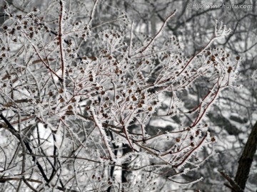 雪枝