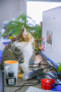 看电脑屏幕的猫 猫咪
