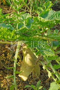 田园风光蔬菜栽种 白萝卜种植