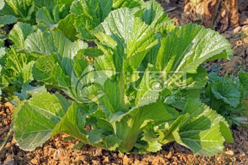 田园风光蔬菜栽种 青菜种植