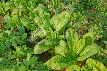 田园风光蔬菜栽种 白菜种植