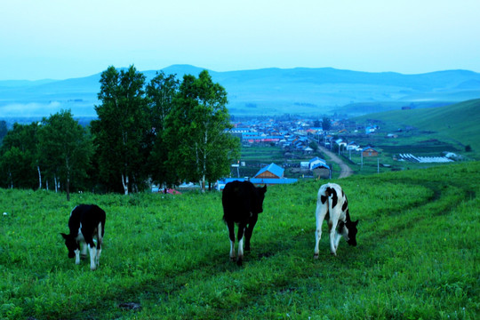 中俄边境村庄牧牛