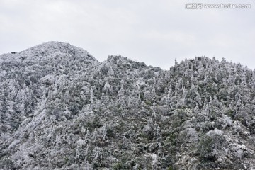 森林植被