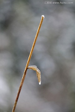 雪韵