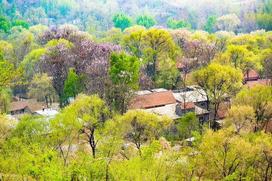 乡村春景