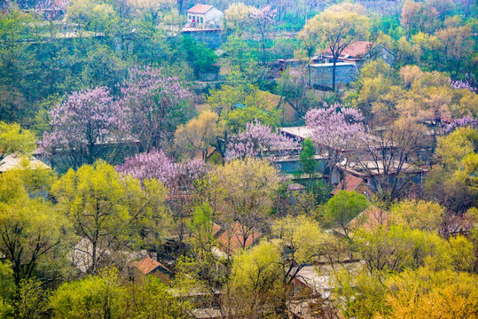 乡村春景