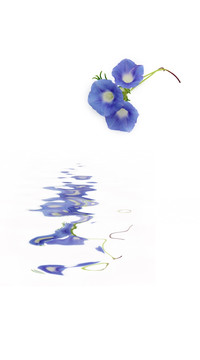 藍(lán)色朝顏花