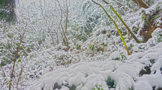 黄连河雪景 雪景 冰雪树枝