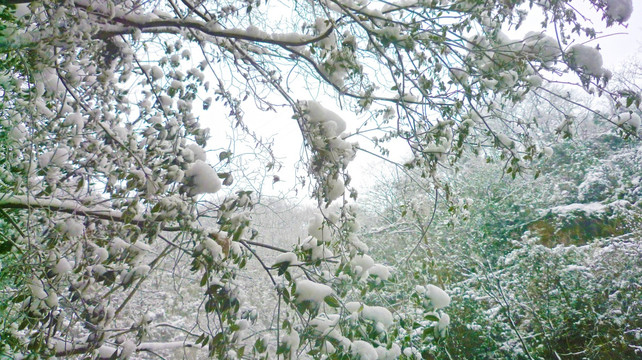 黄连河雪景 雪景 冰雪树枝