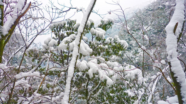 雪景 樹木樹枝 樹林雪景