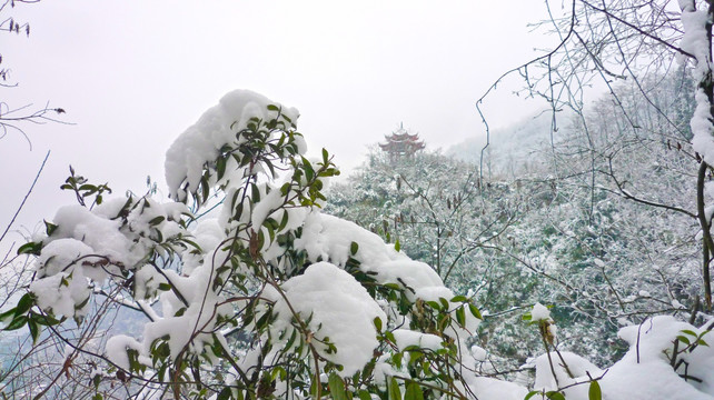 雪景 树木树枝 树林雪景