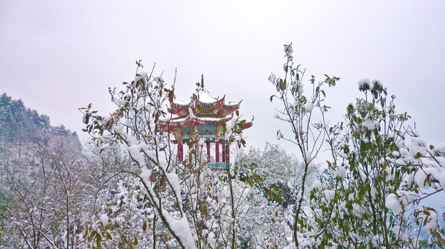 雪景 树木树枝 树林雪景