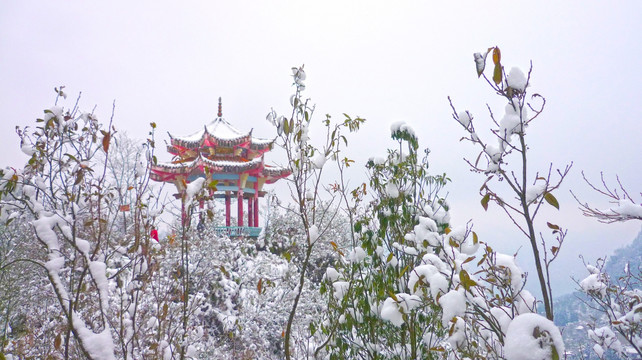 雪景 树木树枝 树林雪景