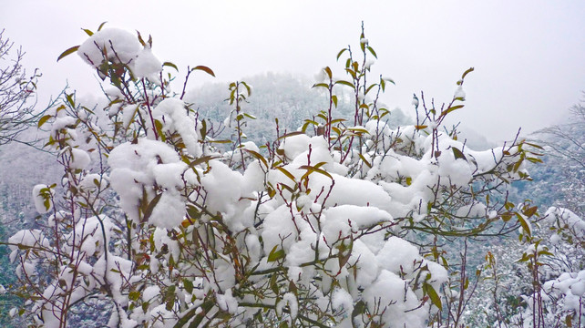 雪景 树木树枝 树林雪景