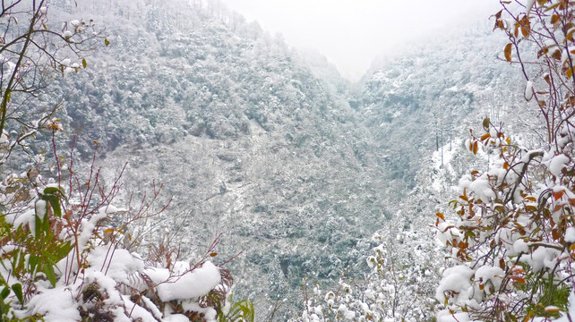 雪景 树木树枝 树林雪景