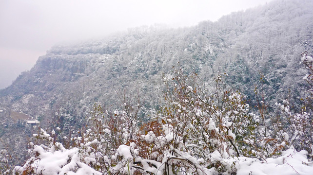 黄连河雪景 树木树枝 冬景