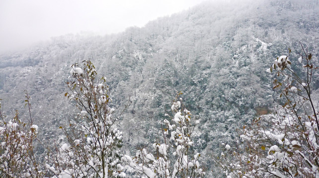 黃連河雪景 樹木樹枝 冬景