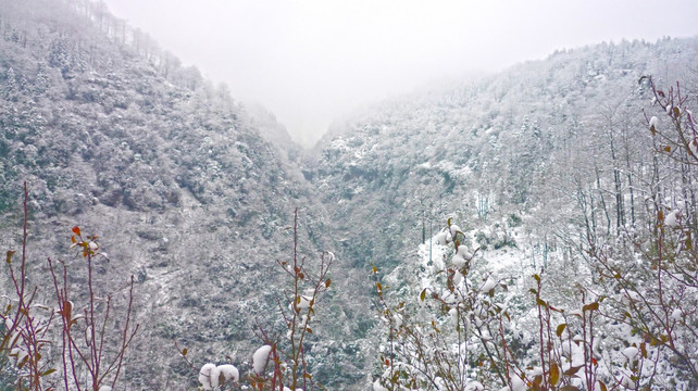 黄连河雪景 树木树枝 冬景