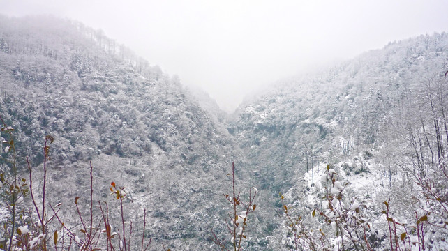 黄连河雪景 树木树枝 冬景