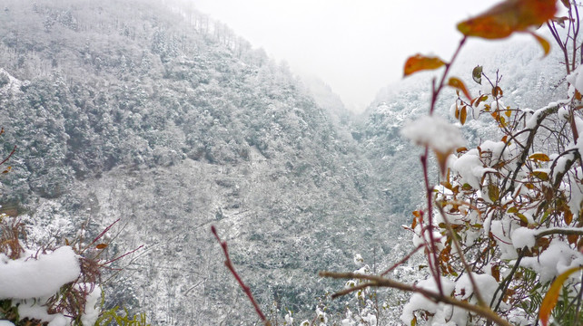 黄连河雪景 树木树枝 冬景