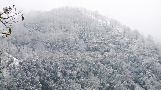 黄连河雪景 树木树枝 冬景