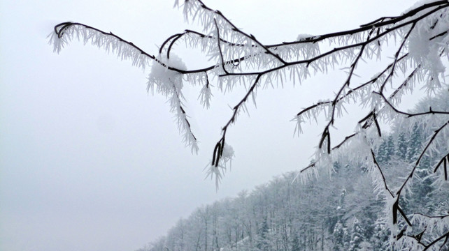 黄连河雪景 树枝特写 冬景