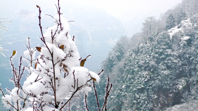 树枝积雪 树木树枝 冬景