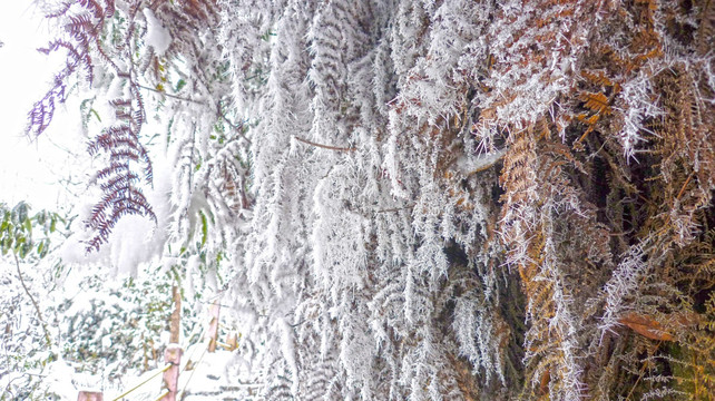 雾凇 树挂 黄连河雪景