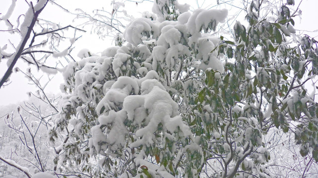 冰雪 树挂 黄连河雪景