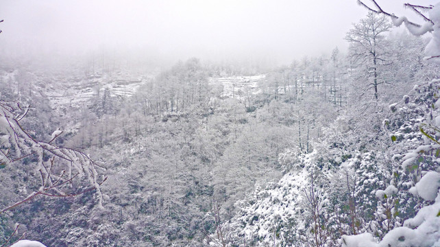 黄连河雪景 树木雪景