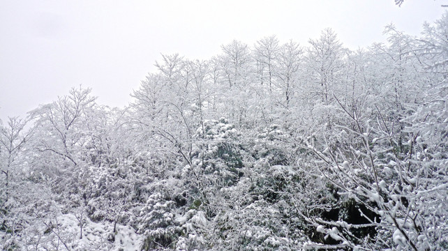 黄连河雪景 树木雪景