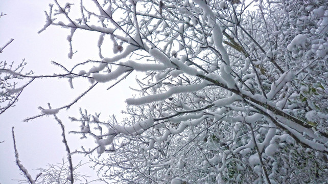 黄连河雪景 树木雪景
