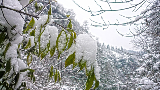 树木积雪 树枝 树叶