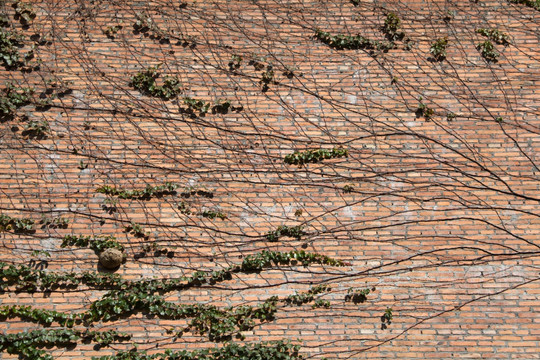 爬满植物的砖墙 红砖厂