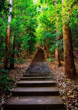 山林小路竖幅