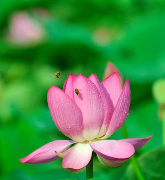 雨后荷花