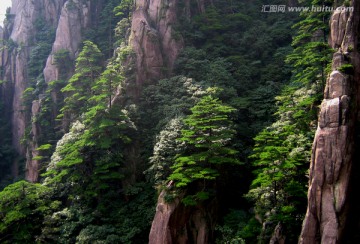 山上植被素材