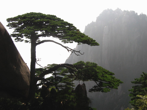 黄山迎客松