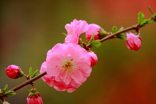 樱桃花开