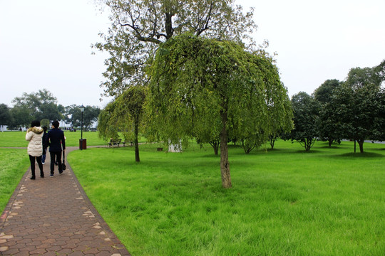 绿树青草地