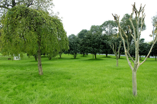 草坪绿树